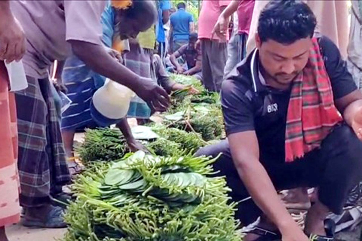 সবুজে মোড়া বরজ, তবুও হতাশা কাটছে না পান চাষিদের