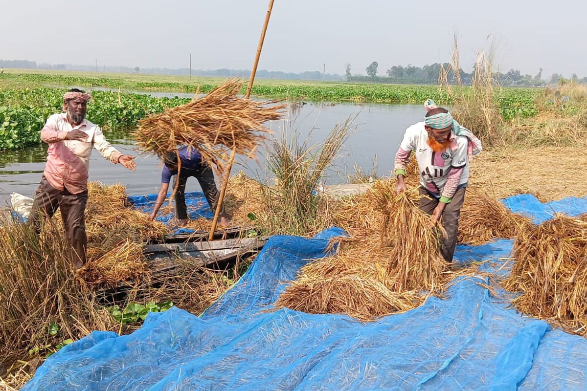 সিংড়ার চলনবিলে নৌকায় কাটছে আমন ধান