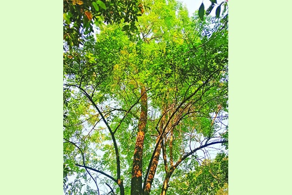 কারমাইকেলে ফুটেছে হিমঝুরি