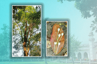 কারমাইকেল কলেজে ফুটেছে দুষ্প্রাপ্য হিমঝুরি ফুল