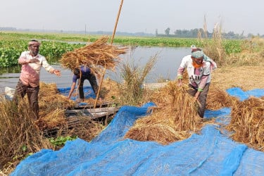 সিংড়ার চলনবিলে নৌকায় কাটছে আমন ধান