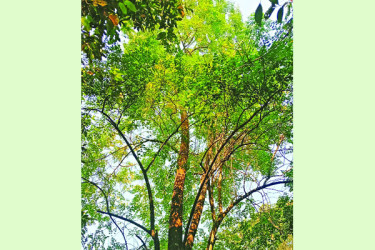 কারমাইকেলে ফুটেছে হিমঝুরি