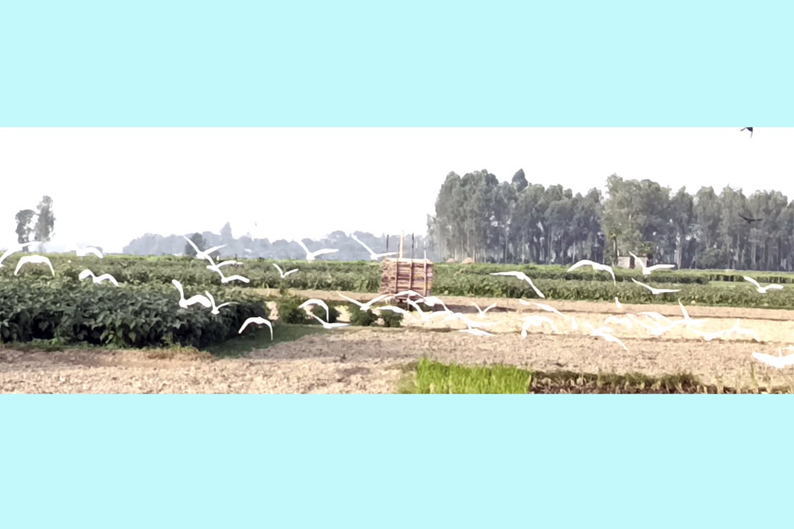 মানিকগঞ্জে খাবারের সন্ধানে সাদা বক