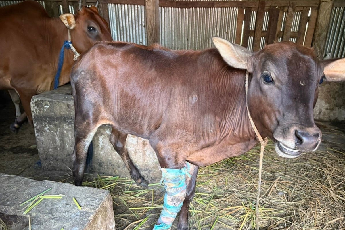 কুমিল্লায় ছড়াচ্ছে লাম্পি স্কিন রোগ, ২ সপ্তাহে ১৫ গরুর মৃত্যু