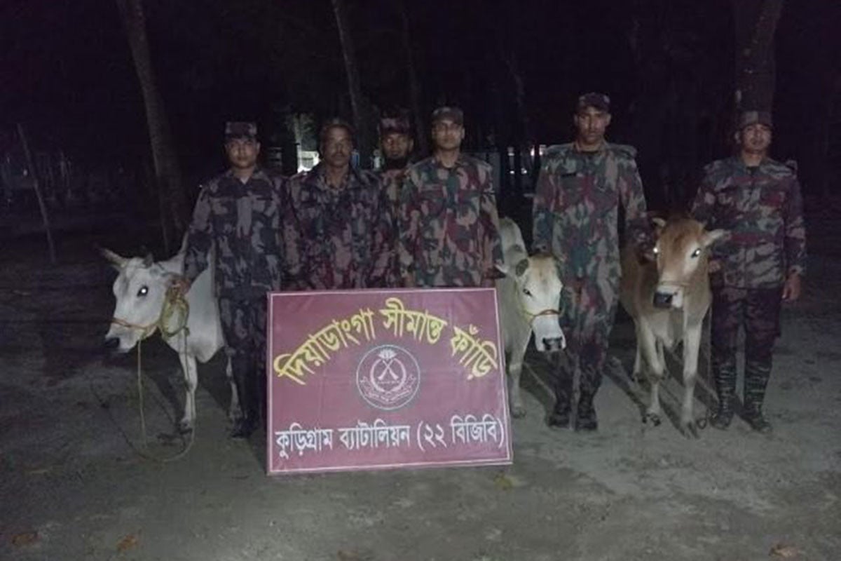 কুড়িগ্রামে বিশেষ অভিযানে ভারতীয় গরু-মদ জব্দ