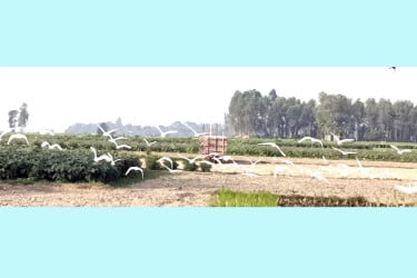 মানিকগঞ্জে খাবারের সন্ধানে সাদা বক