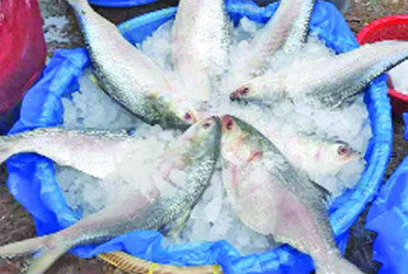 বরিশালে ইলিশের দাম আকাশছোঁয়া