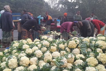 নওগাঁয় টোলমুক্ত ফুলকপির হাট