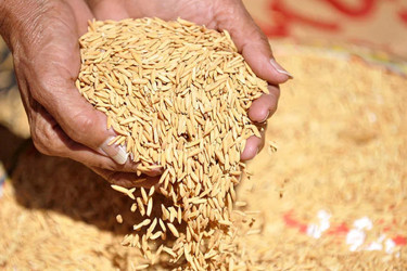 ব্যর্থতা পেরিয়ে রংপুর বিভাগে ধান-চাল সংগ্রহে সফলতা