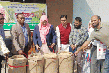 আখাউড়ায় ৩৪ টাকা কেজি দরে ধান সংগ্রহ শুরু