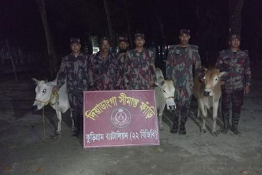 কুড়িগ্রামে বিশেষ অভিযানে ভারতীয় গরু-মদ জব্দ
