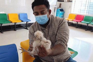 লক্ষীপেঁচার মৃত্যু, অসহায় ৬ নবজাতক ছানা