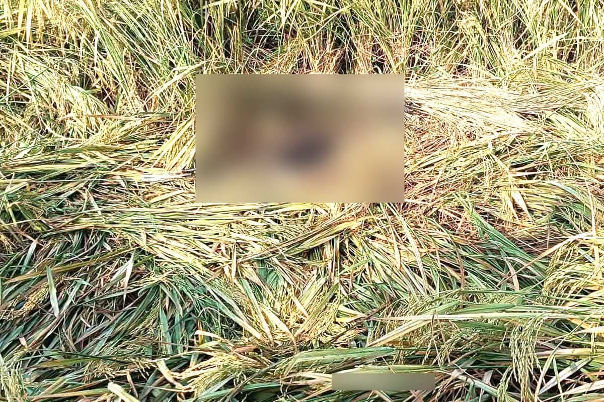 কু‌ষ্টিয়ায় অজ্ঞাত ব্যক্তির মরদেহ উদ্ধার