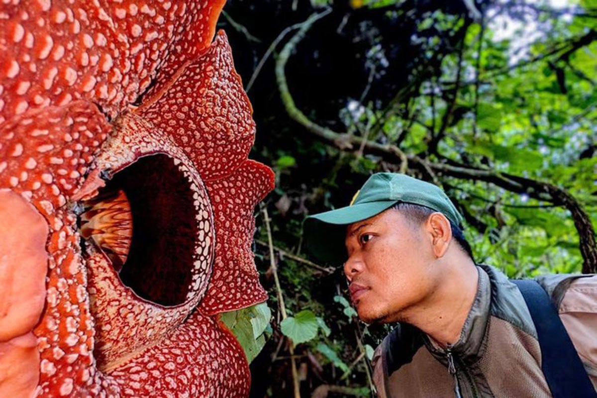 ১৩ বছরের অপেক্ষার পর দেখা মিলল বিশ্বের সবচেয়ে বিরল ফুলের
