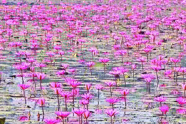 পর্যটক টানছে লাল শাপলা