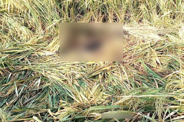 কু‌ষ্টিয়ায় অজ্ঞাত ব্যক্তির মরদেহ উদ্ধার