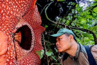 ১৩ বছরের অপেক্ষার পর দেখা মিলল বিশ্বের সবচেয়ে বিরল ফুলের