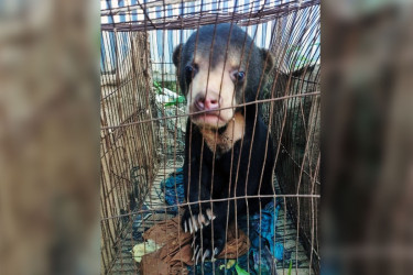 আলীকদম বাজার থেকে ভালুক ছানা উদ্ধার