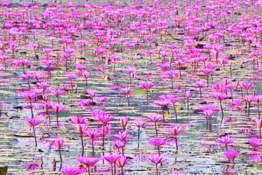 পর্যটক টানছে লাল শাপলা