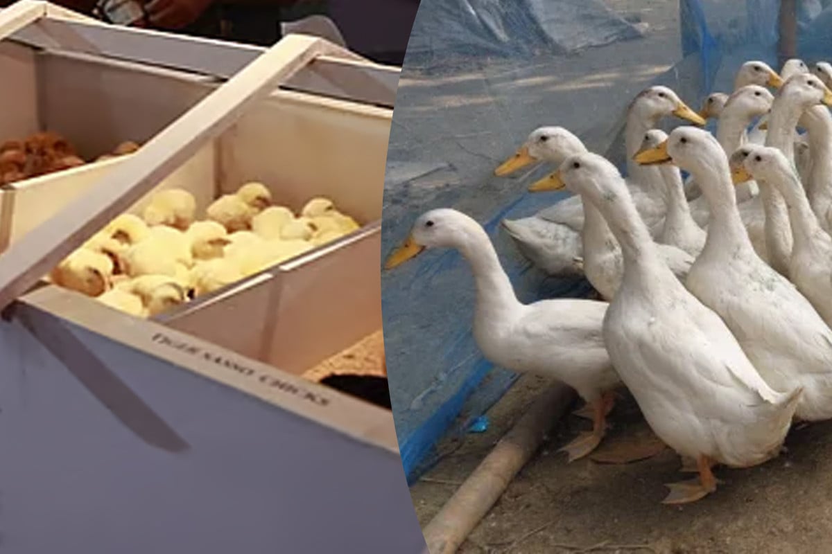 পানি ছাড়াই হাঁস পালন