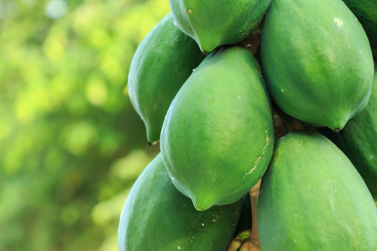 কোষ্ঠকাঠিন্য রোধে কাঁচা পেঁপে