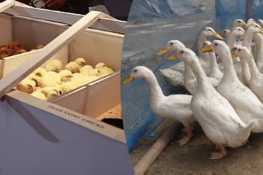 পানি ছাড়াই হাঁস পালন