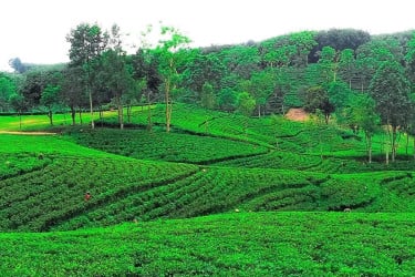 দেশের সর্বনিম্ন তাপমাত্রা শ্রীমঙ্গলে ১২.৫ ডিগ্রি