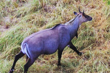 রংপুর অঞ্চলে ছিল নীলগাইয়ের অবাধ বিচরণ, এখন বিলুপ্ত