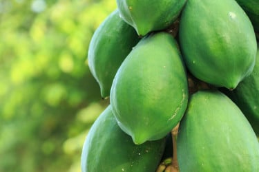 কোষ্ঠকাঠিন্য রোধে কাঁচা পেঁপে