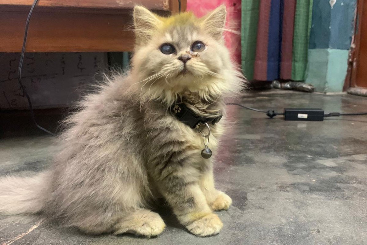 বন্যপ্রাণী থেকে বিড়াল যেভাবে গৃহপালিত হয়ে উঠল