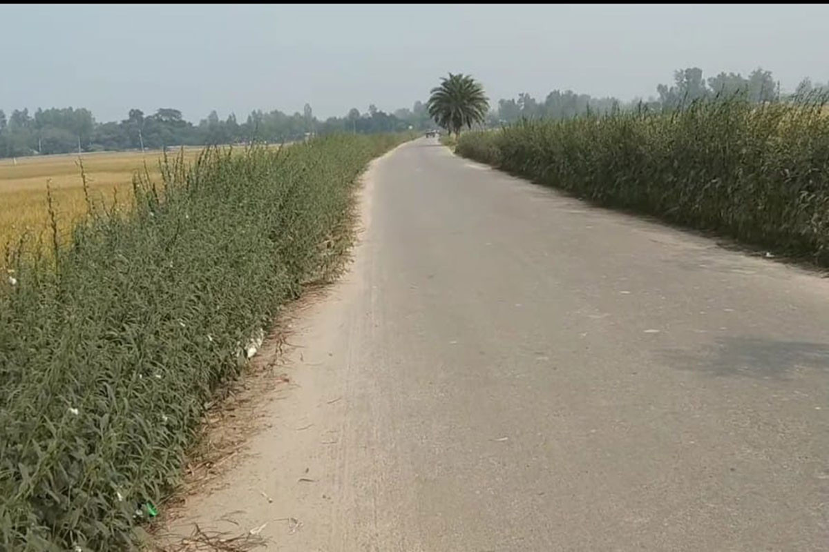 সড়কের ধারে তিল চাষ নজর কাড়ছে পথচারিদের