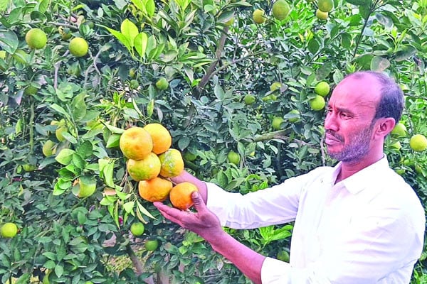 মালটা-কমলা চাষে সাফল্য