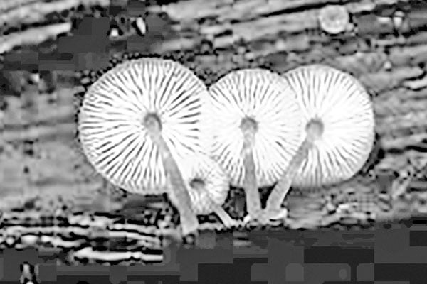 জঙ্গলের নীলভূত!