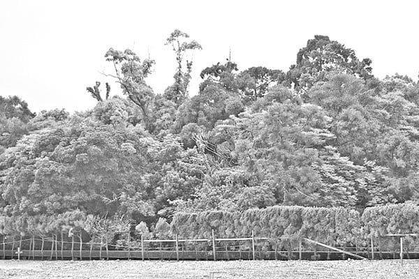 দিয়াবাড়ীতে হচ্ছে দেশের সর্ববৃহৎ মিয়াওয়াকি বন