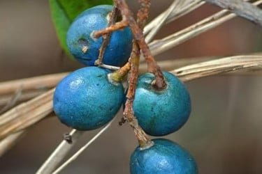 বিশ্বের একমাত্র নীল ফল চিহ্নিত করলেন বিজ্ঞানীরা