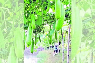 বস্তায় লাউ চাষে লাভবান কৃষক