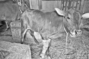 লাম্পি স্কিন রোগে ১৪ দিনে ১৫ গরুর মৃত্যু