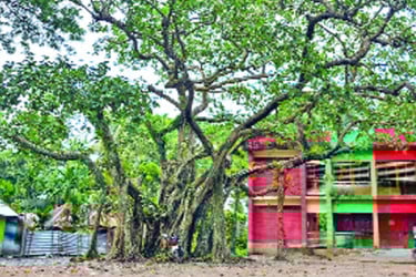 দুই শতাব্দীর সাক্ষী জগৎপুরের ‘সেবা গাছ’