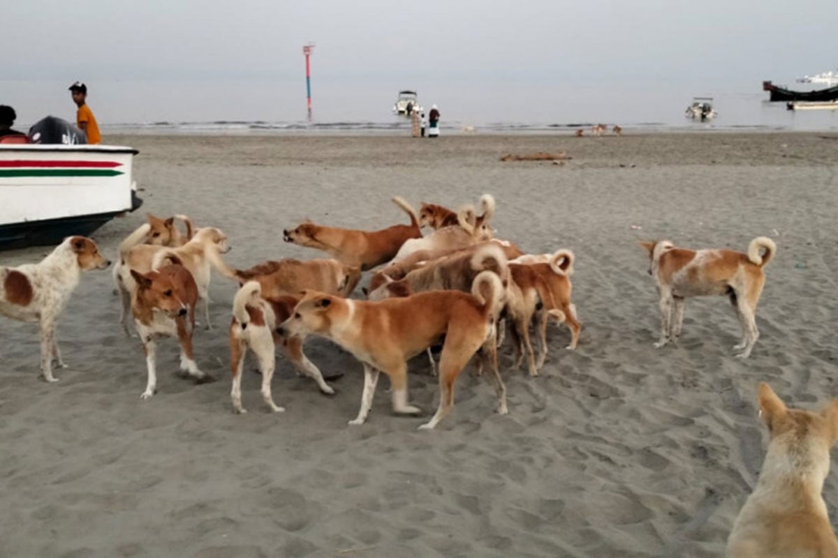 প্রজনন অক্ষম করা হচ্ছে সেন্টমার্টিনের সব বেওয়ারিশ কুকুর