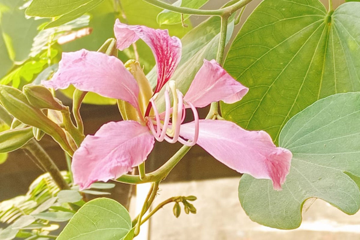 ডিসি কার্যালয়ে দেবকাঞ্চনের গোলাপি উচ্ছ্বাস