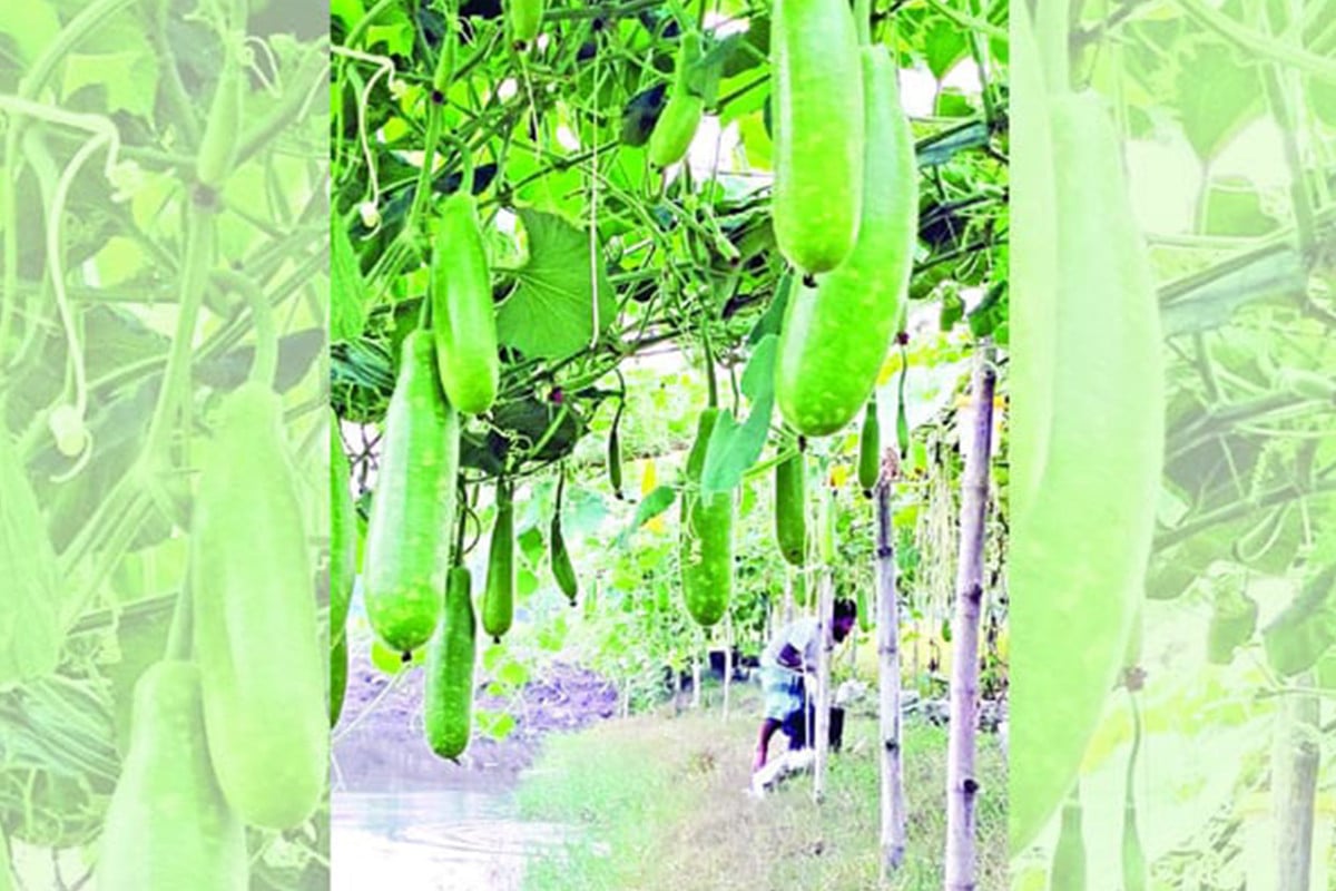 বস্তায় লাউ চাষে লাভবান কৃষক