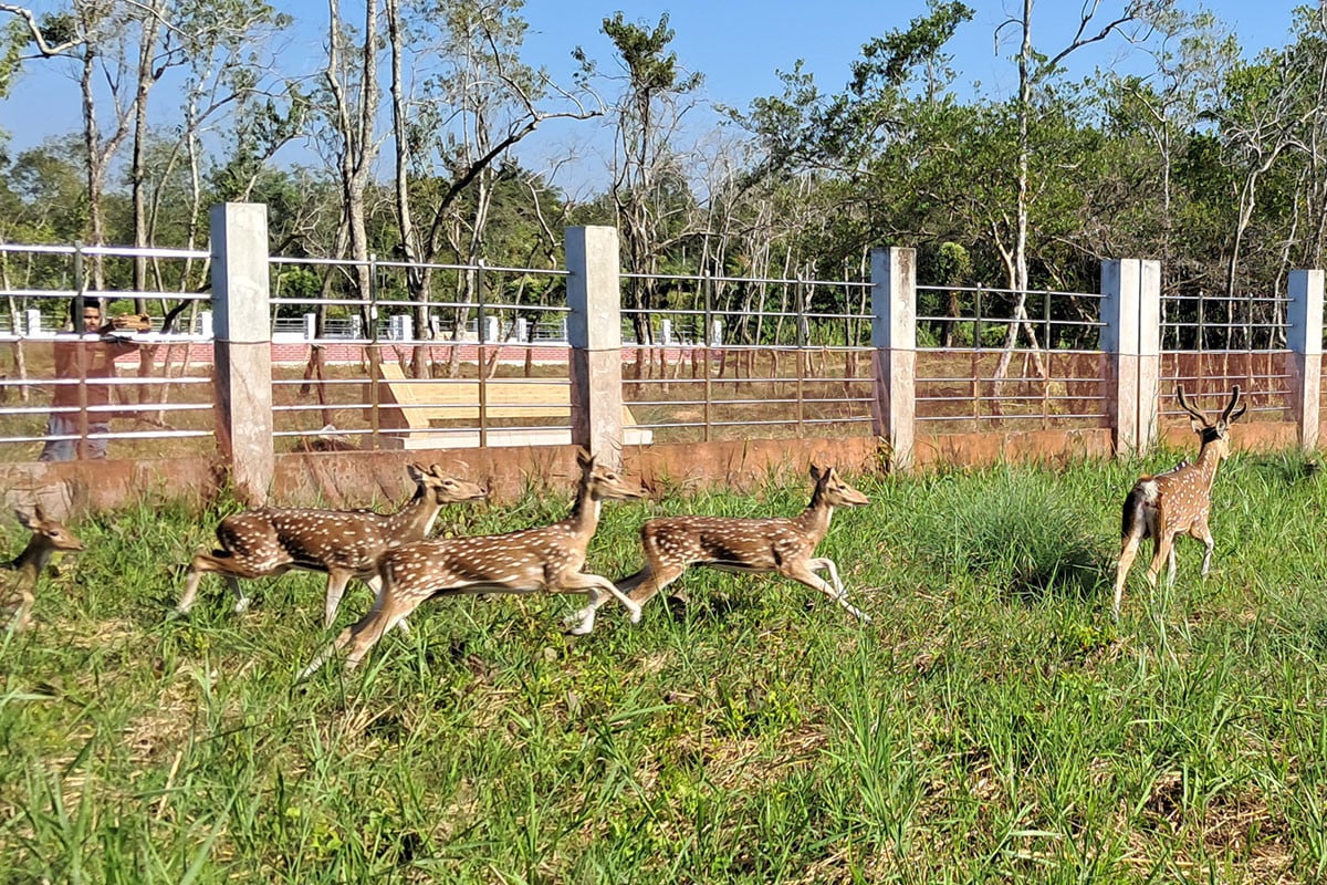 হরিণ ছেড়ে খুলে দেয়া হলো আলীবান্দা ইকো-ট্যুরিজম কেন্দ্র