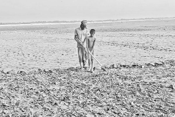 চাষাবাদের ধুম তিস্তার চরে