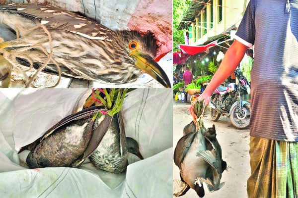 ঝাঁকে ঝাঁকে আসছে অতিথি পাখি