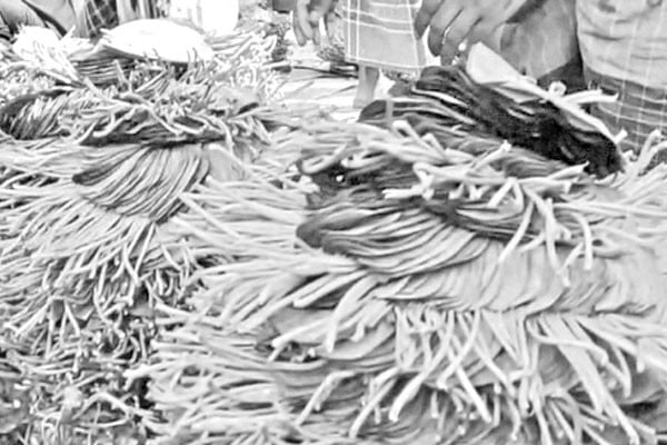 ভালো ফলনেও হতাশায় পান চাষিরা