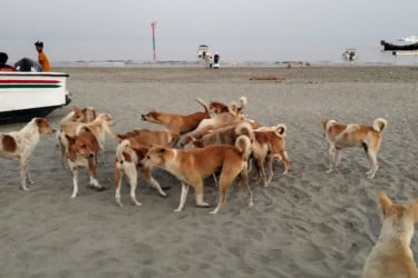 প্রজনন অক্ষম করা হচ্ছে সেন্টমার্টিনের সব বেওয়ারিশ কুকুর