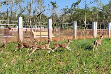 হরিণ ছেড়ে খুলে দেয়া হলো আলীবান্দা ইকো-ট্যুরিজম কেন্দ্র