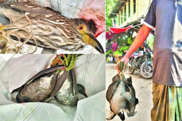 ঝাঁকে ঝাঁকে আসছে অতিথি পাখি