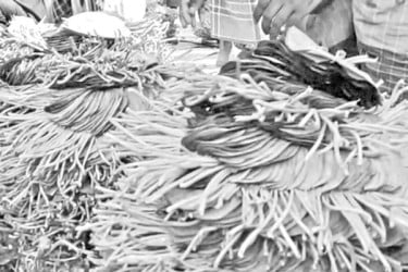 ভালো ফলনেও হতাশায় পান চাষিরা