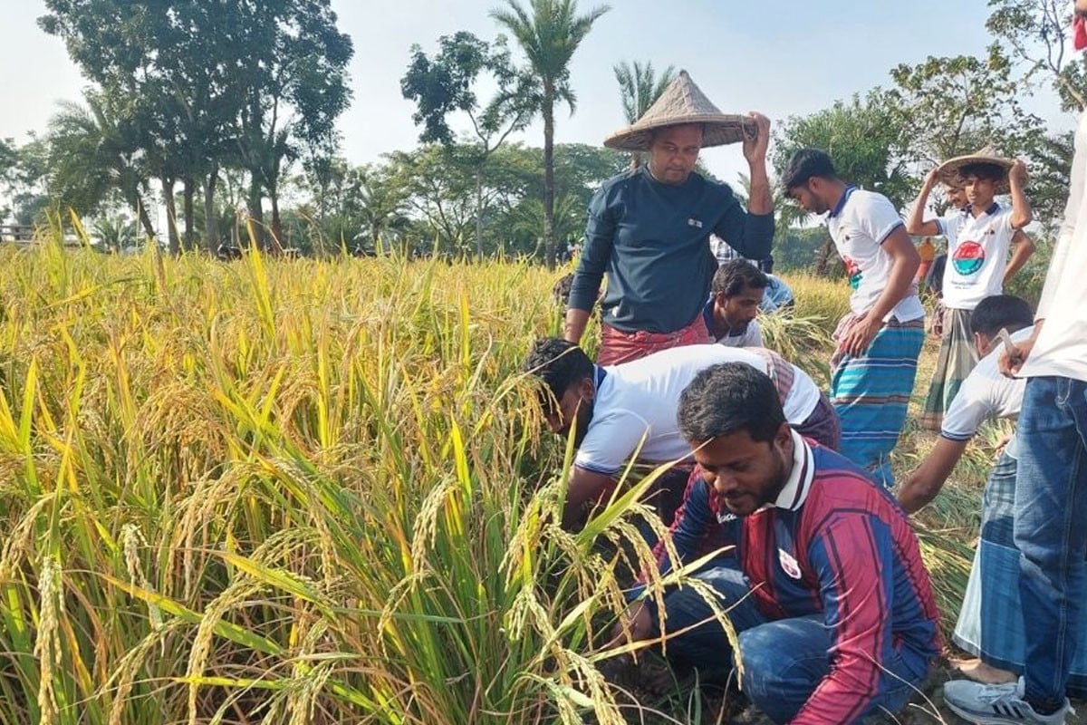 কালীগঞ্জে অসহায় বিধবা নারীর ধান কেটে দিল ছাত্রদল